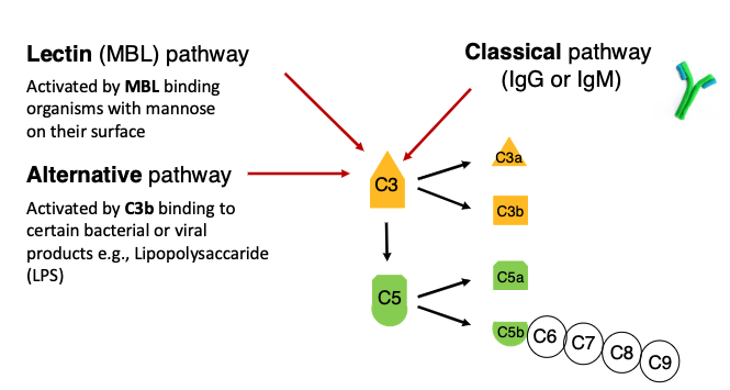 <p><span>Activated by MBL binding organisms with mannose on their surface</span></p>