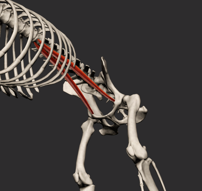 <p>odstup: ventrální plocha těl posledních tří hrudních obratlů a prvních 4-5 obratlů bederních</p><p>úpon: tuberculum m. psoas minoris</p><p>fce: dorsální flexe páteře</p><p></p><p>Fe:</p><p>odstup od posledních dvou hrudních obratlů a od corpus vertebrae prvních tří obratlů bederních</p><p>úpon na eminentia iliopubica</p>