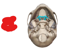 <p>What Facial Bone / How many per?</p>