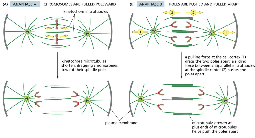 <p class="Paragraph SCXW267574736 BCX0" style="text-align: left"><span><u>Anaphase </u>= segregation of chromosomes (2 independent yet overlapping processes)&nbsp;</span></p><ul><li><p class="Paragraph SCXW267574736 BCX0" style="text-align: left"><span>The destruction of sister-chromatid cohesion at the start of anaphase separates the sister chromatids, which are pulled to opposite poles of the spindle&nbsp;</span></p></li></ul><p class="Paragraph SCXW267574736 BCX0" style="text-align: left"><span>Anaphase A = initial poleward movement of chromosomes&nbsp;</span></p><p class="Paragraph SCXW267574736 BCX0" style="text-align: left"><span>Anaphase B = separation of spindle poles&nbsp;</span></p>