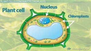 <p>Organelles containing chlorophyll that conduct photosynthesis, where light energy is converted into glucose and used to produce carbohydrates</p>
