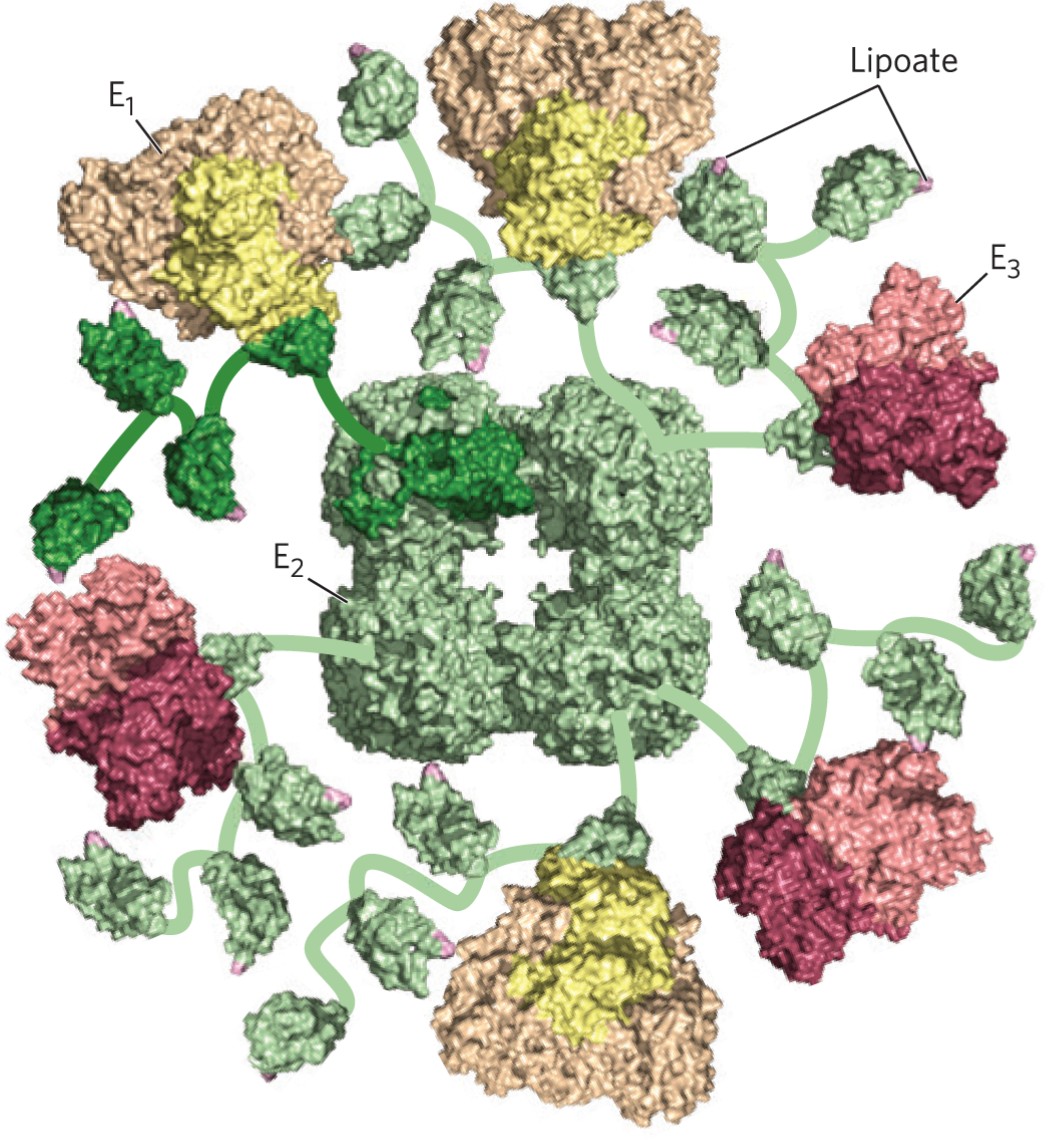 <p>3 enzymes of PDH</p>