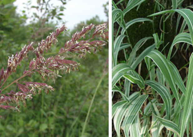 <p>reed canary grass A</p>