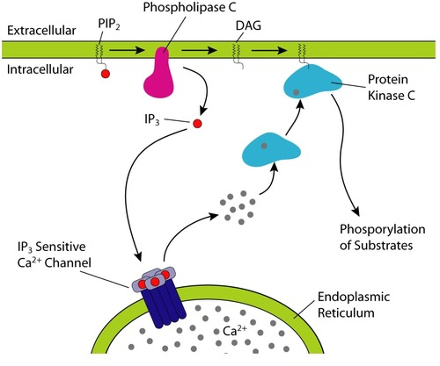 <p>phospholipase C (PLC) activation</p><p>↓</p><p>phospholipids split into diacylglycerol (DAG) and inositol triphosphate (IP3)</p><p>↓</p><p>activation of protein kinase C (PKC)</p><p>↓</p><p>alters activity of enzymes that mediate hormonal activity</p>