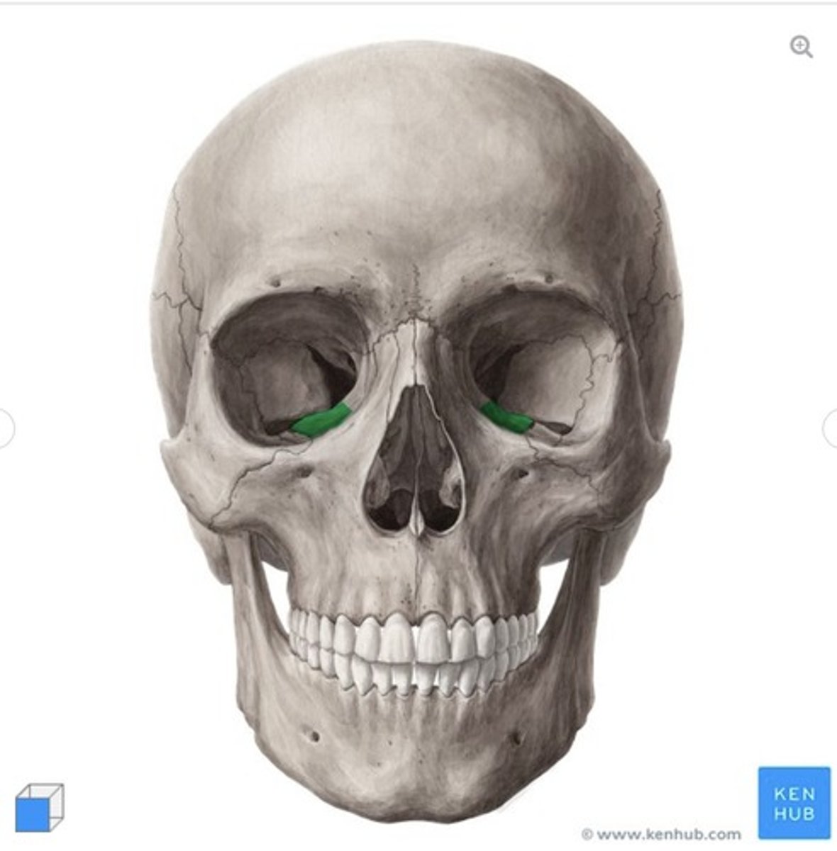 <p>what is this called and what bone is it on?</p>
