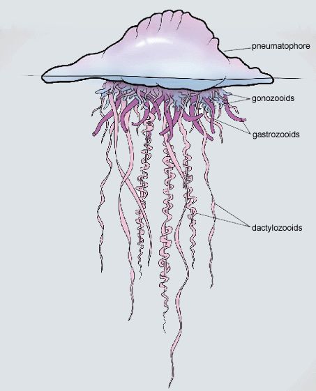 <p>Physalia (Portuguese man of war)</p>