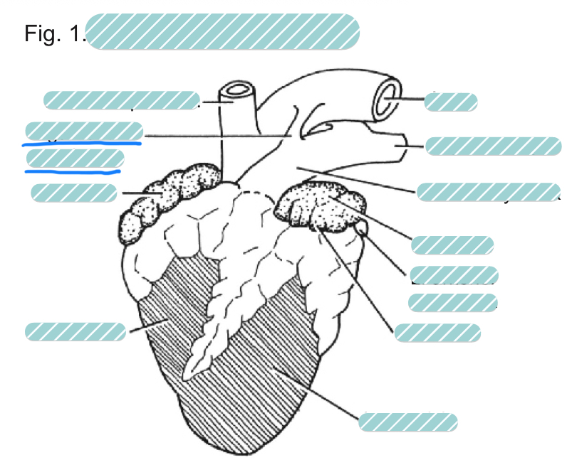 <p>What is the underlined label?</p>