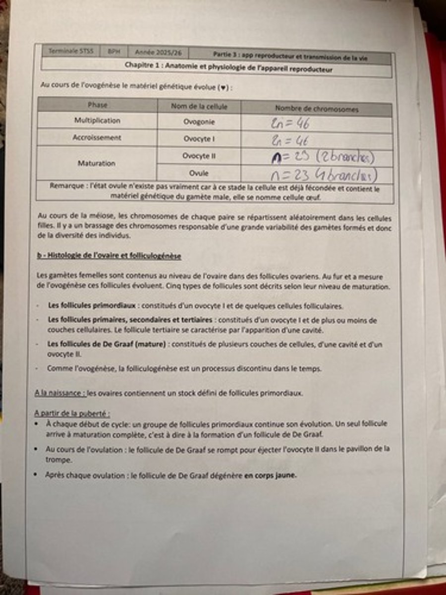 <p>L'ovogénèse est l'ensemble des étapes qui aboutissent à la formation d'un gamète femelle haploïde, appelé ovule.</p>