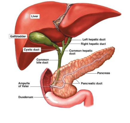 <p>The pancreas plays a vital role in the endocrine system by producing and secreting hormones that regulate blood sugar levels. The two main hormones are insulin and glucagon. Insulin lowers blood sugar levels by promoting the uptake of glucose into cells, where it can be used for energy or stored as glycogen. On the other hand, glucagon raises blood sugar levels by signalling the liver to release stored glucose into the bloodstream.</p><p>This delicate balance between insulin and glucagon ensures that the body maintains stable blood sugar levels, which is crucial for overall health. Any disruption in this balance can lead to conditions such as diabetes. In type 1 diabetes, the pancreas fails to produce enough insulin, while in type 2 diabetes, the body’s cells become resistant to insulin. Therefore, the endocrine function of the pancreas is essential for metabolic regulation and energy management.<span>The pancreas lies parallel to and beneath the stomach. It contains both </span><strong>endocrine</strong><span> tissue, secreting hormones into the blood, and </span><strong>exocrine </strong><span>tissue, secreting chemicals through a duct into the digestive tract. The endocrine portion consists of 1 million to 2 million pancreatic islets, each about 0.3 mm in diameter. These islets, which surround small capillaries, contain three principal types of cells : </span><strong>alpha cells</strong><span> make up to 25% of the islets and secrete glucagon; </span><strong>beta cells</strong><span> make up 60% of the islets and secrete insulin and amylin; and </span><strong>delta</strong><span> cells make up 10% of the islets and secrete somatostatin. The exocrine portion, which we will look at in a later lessons, consists of </span><strong>pancreatic acinar cells and ducts</strong><span>.</span></p>
