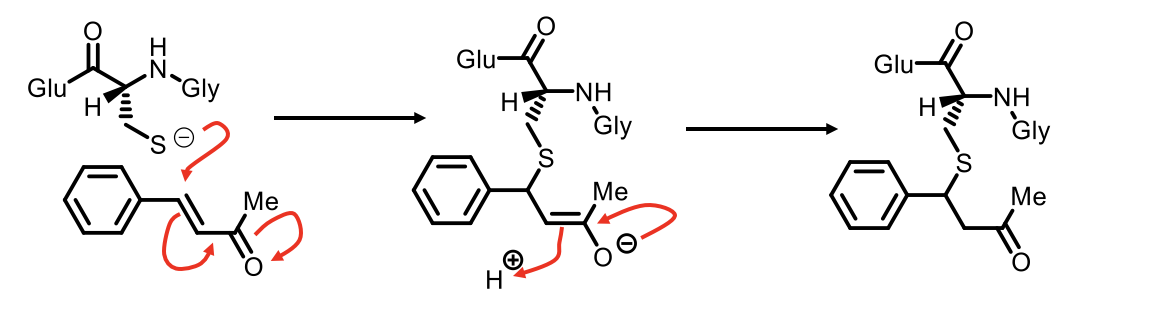 <p>Double bond next to EWG (amide)</p><p><span>Conjugate addition (a.k.a. Michael addition) occurs with electron-deficient double bonds.</span></p><p><span>Requires electron-withdrawing (usually carbonyl) group.</span></p><p><span>Reaction proceeds via an enolate intermediate.</span></p><img src="https://knowt-user-attachments.s3.amazonaws.com/6d4e4e19-5dd2-4099-8cde-79328b81c639.png" data-width="100%" data-align="center"><p>disulphide bond broken to increase reactivity</p><p>electrons move to area of low electron density, double bond</p><p>breaks double bond</p><p>breaks C=O </p><p>Form unstable O-</p><p>O- resonates</p><p>transfers electron </p><p>protonate double bond</p>