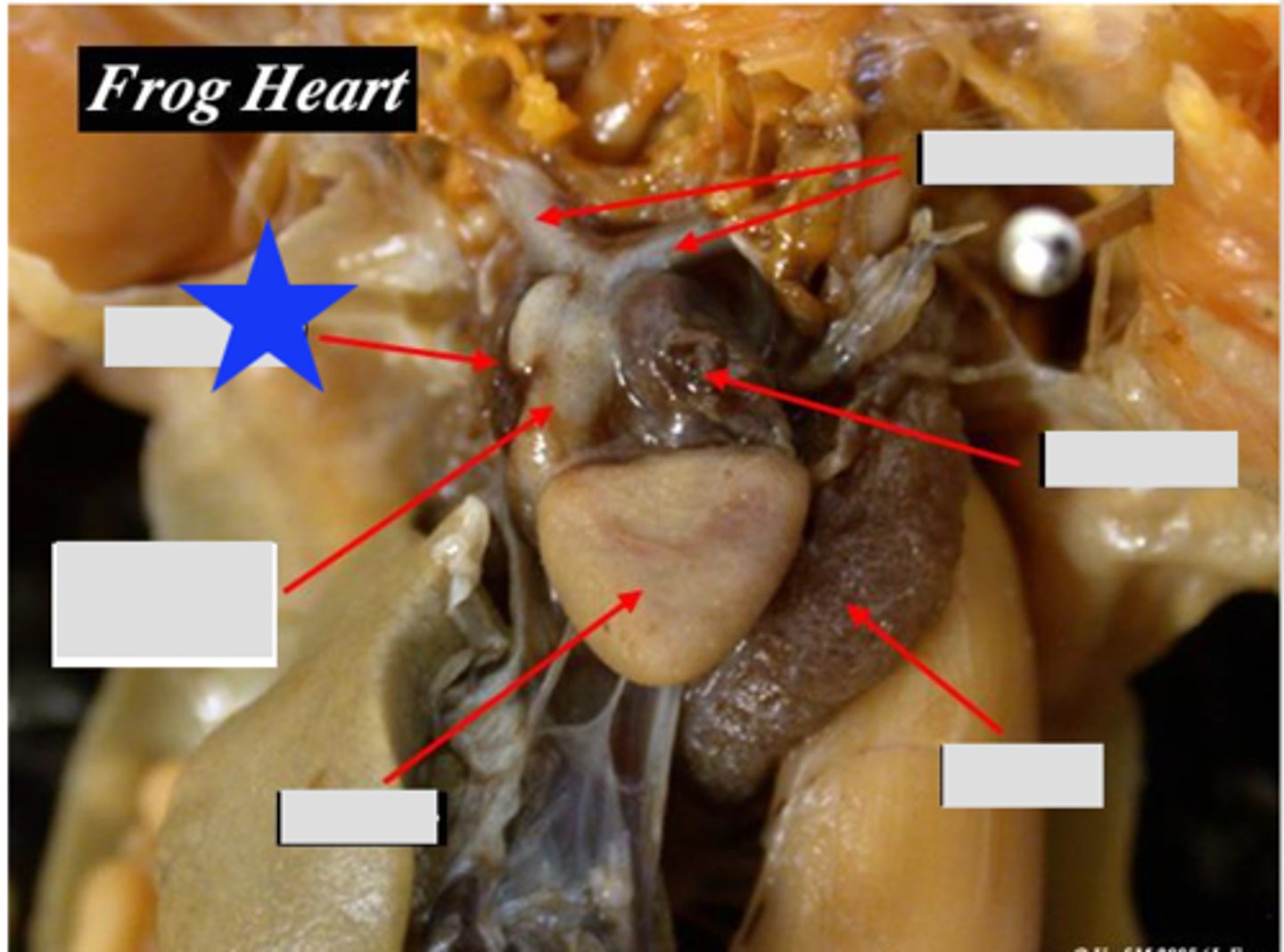 <p>Receives systemic venous blood — Right dorsal chamber of heart</p>
