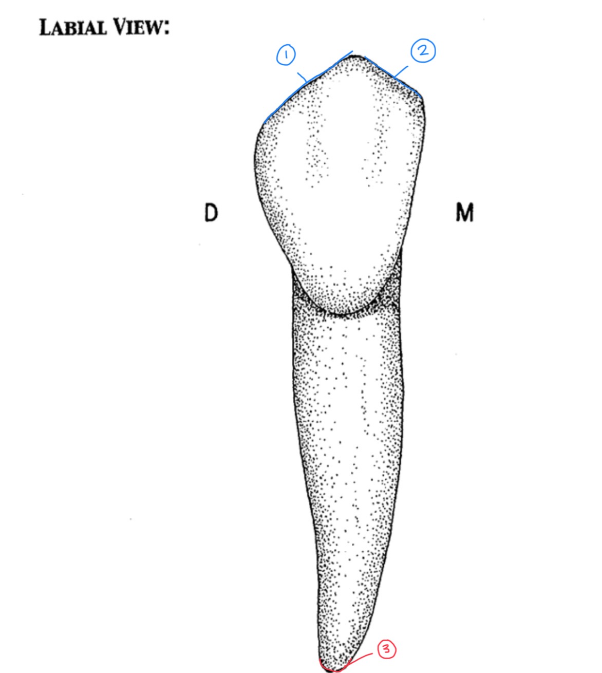 term image