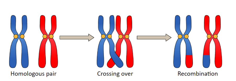 the process where non-sister chromatids recombine with their homologous partner and exchange sections of DNA

* Allows exchange of genetic information → leads to genetic diversity which is important in species resilience 