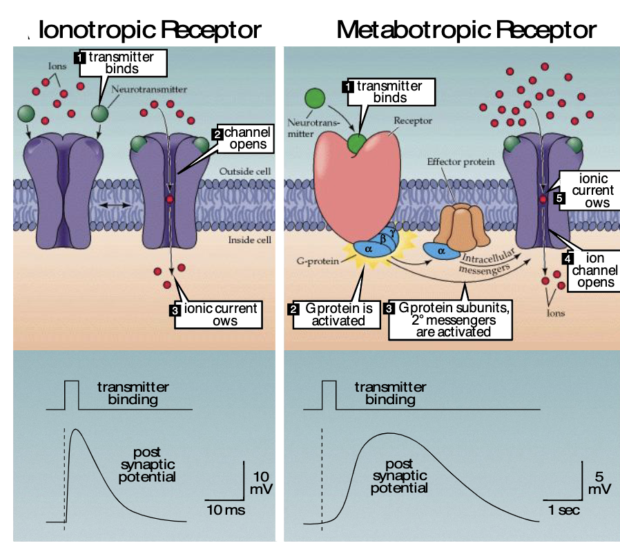<p>transmitter binds → G-protein activated → G-protein subunits/2nd messengers are activated → ion channel opens → ionic current flows</p><p>slower </p>