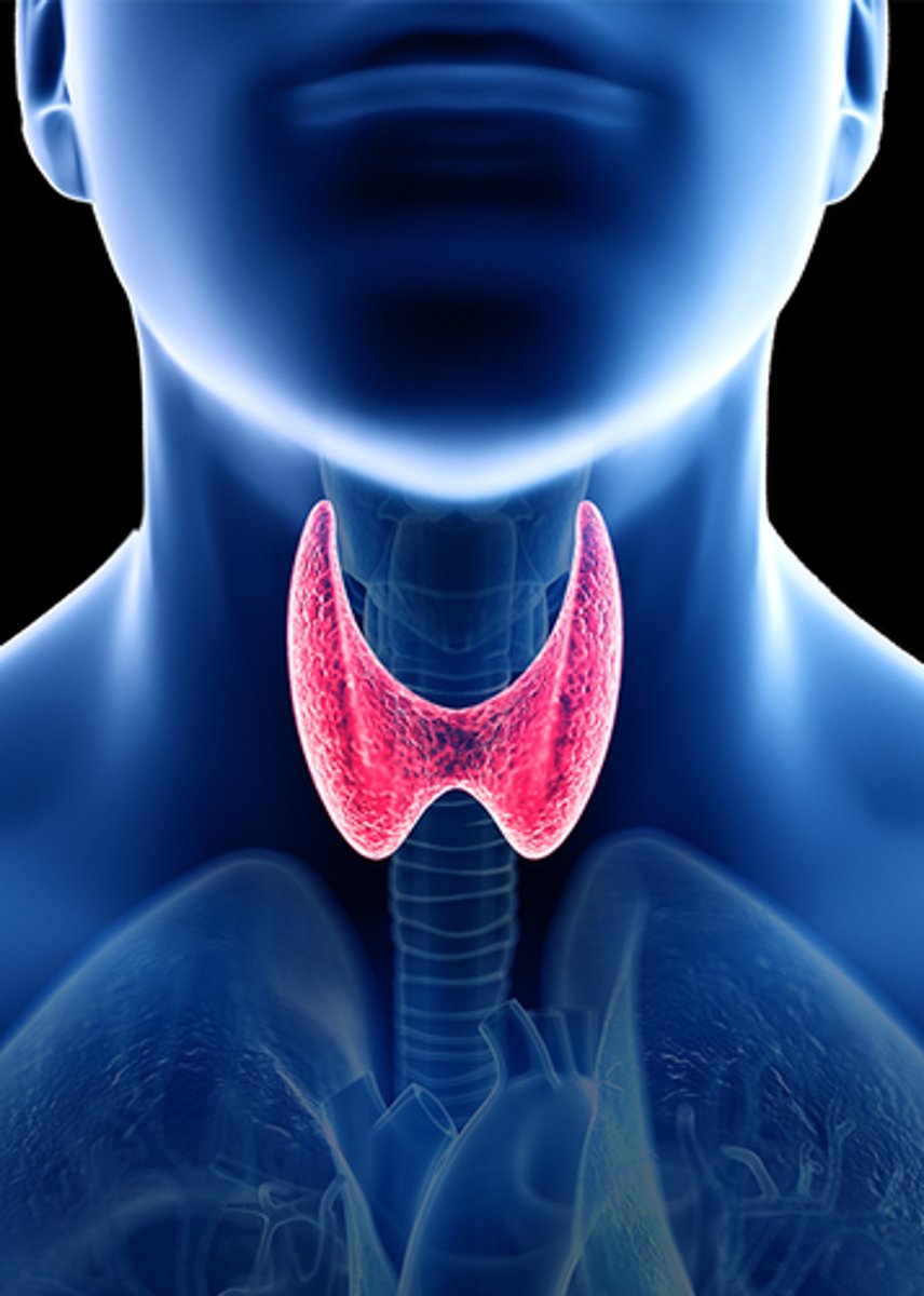 <p><strong>Brand: </strong>Armour Thyroid</p><p><strong>Class: </strong>Thyroid Hormone</p><p><strong>Indication: </strong>Hypothyroidism</p><p><strong>Schedule:</strong> NCLM</p>
