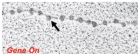 <ul><li><p>less condensed</p></li><li><p>higher gene density</p></li><li><p>easier to transcribe</p><p>a. usually active transcriptionally</p></li><li><p>generally found on chromosome arms</p></li><li><p>lightly stained regions of chromosomes</p></li></ul><p></p>