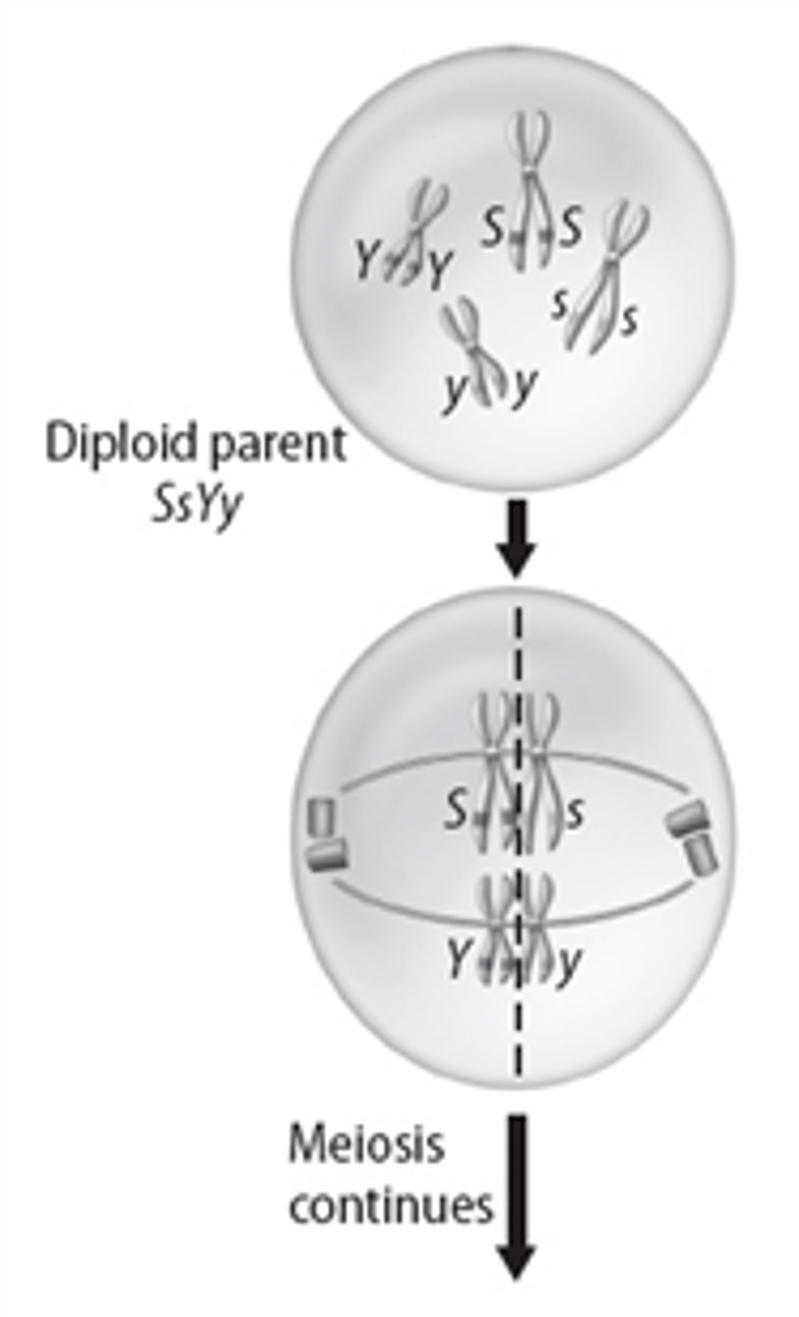 <p>haploid gametes could be SY, sY, Sy, sy</p>