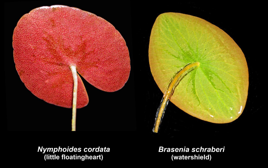 <p>Petiole attached to the abaxial (lower) leaf surface (umbrella shaped)</p>