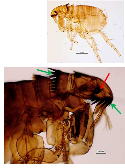 knowt flashcard image