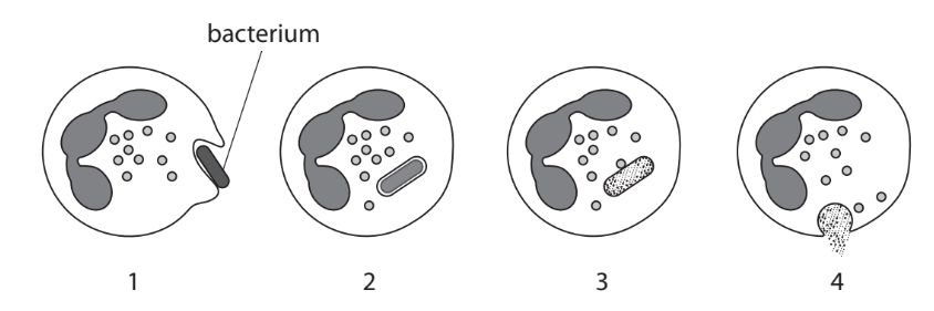 <p>What do phagocytes do? What is this process called? Describe what is happening at each state of the process where these white blood cells destroy pathogens (4 stages)</p>