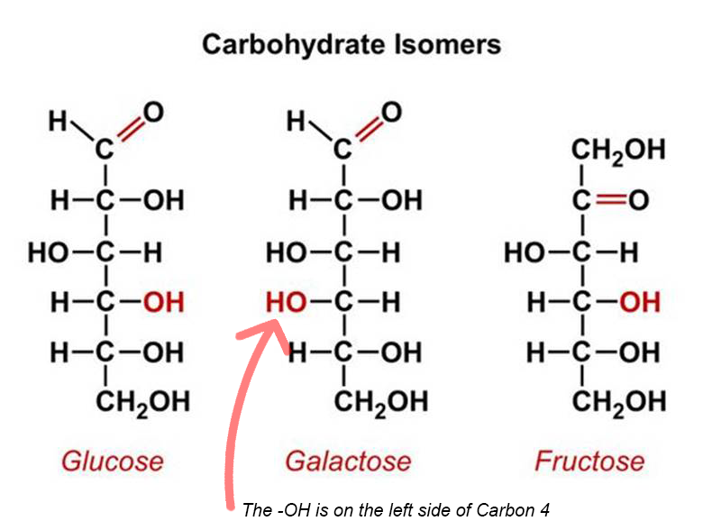 <ul><li><p>aldohexose sugar and is the principal sugar found in mammalian milk (milk produced by mammals). </p></li><li><p>Galactose is very similar to glucose. </p></li><li><p>However, glucose and galactose cannot be easily converted into one another.</p></li><li><p>2 OH groupds</p></li><li><p>1 Aldehyde group</p></li></ul><p></p>