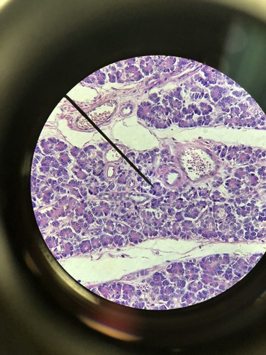 Identify the organ and structure