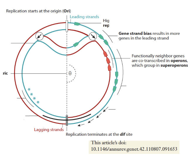 <ul><li><p>most contain <strong>single circular chromosome</strong></p><ul><li><p>abt 10% of the known spp contain more than one</p></li></ul></li><li><p>each chromosome contains<strong> a single origin of replication</strong></p><ul><li><p>each half of chromosome is replicated by replisome</p></li></ul></li><li><p>length of known ones ranges few hundred kbp to mroe than 14Mbp</p></li><li><p><strong>highly transcribed genes are oriented in same direction as the replication fork progression</strong></p><ul><li><p>to avoid conflicts </p></li></ul></li></ul><p></p>