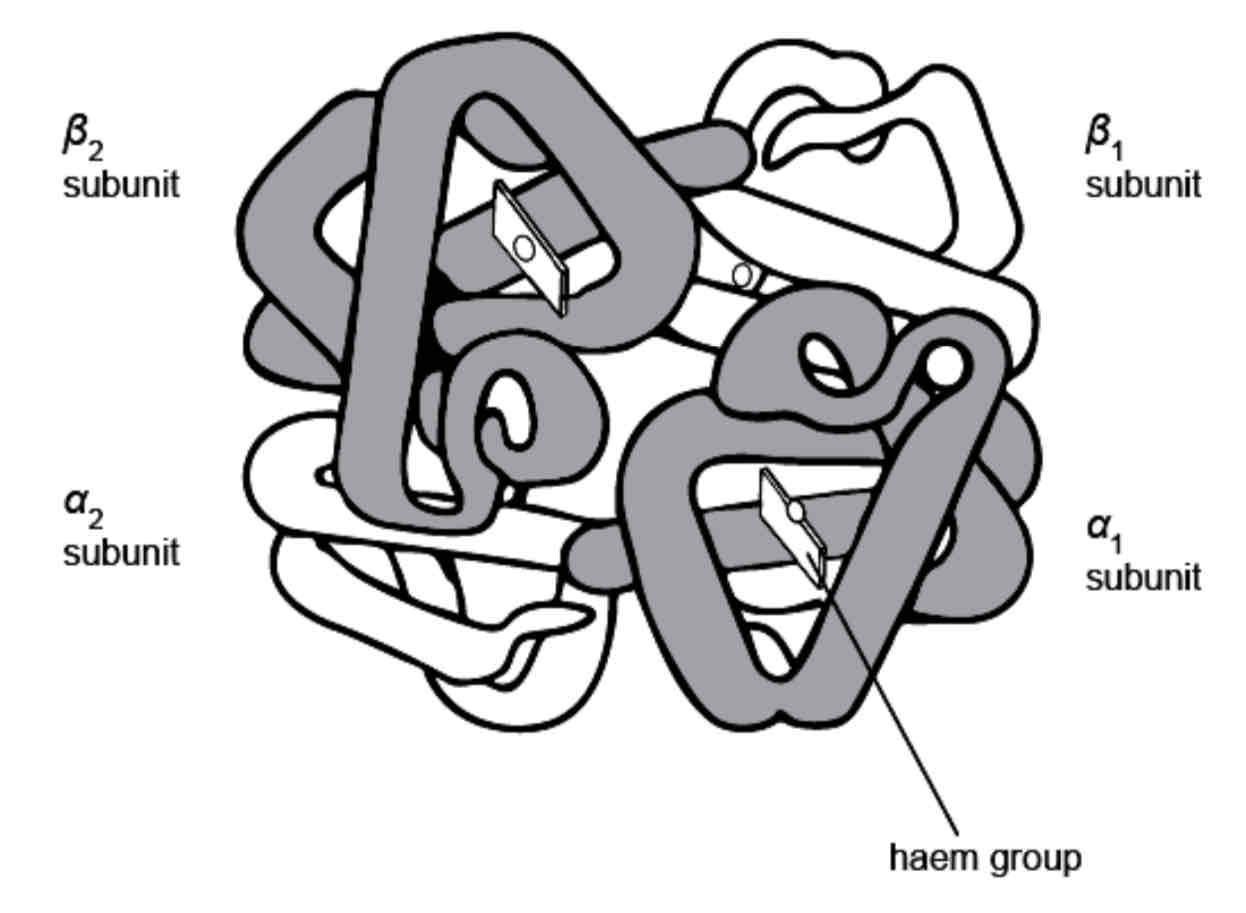 <p>Proteins can be classified into globular and fibrous proteins. Globular proteins have functions such as enzymes, antibodies and hormones. Globular proteins are compact and folded into 3D spherical molecules. They are soluble in water. Haemoglobin is a globular protein (see the diagram); it transports oxygen to the body tissues.</p>