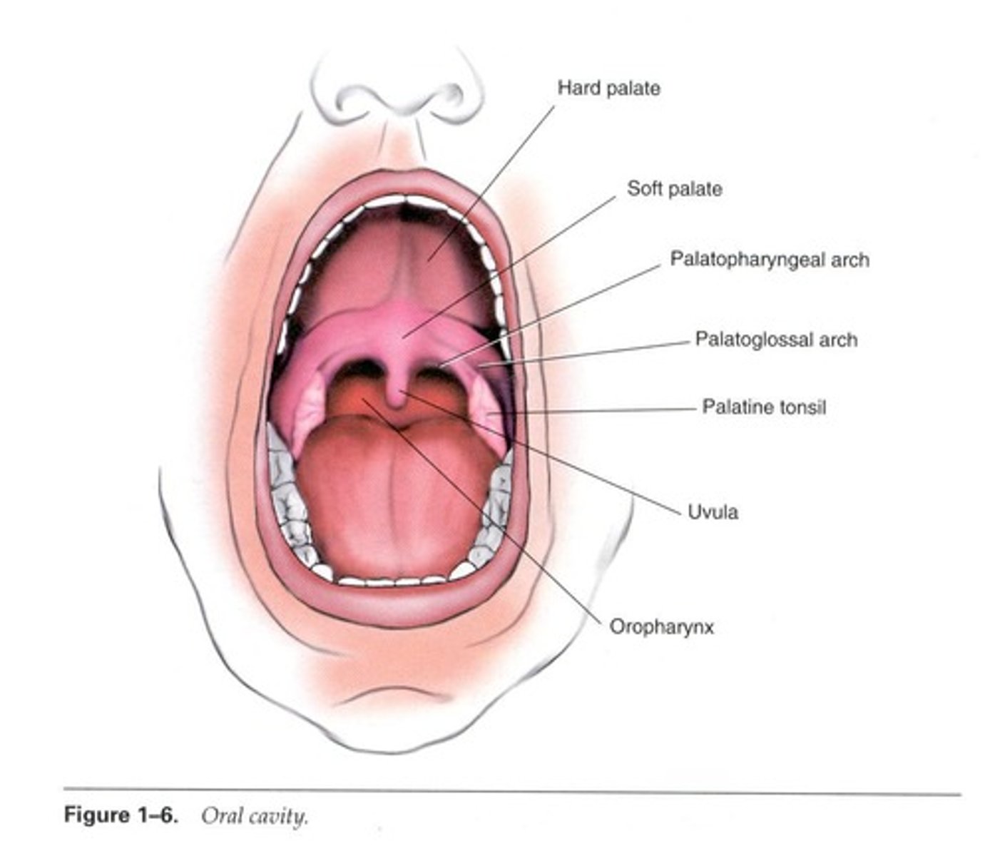 <p>Hard palate (palatine process of maxilla and palatine bones) and soft palate with uvula.</p>