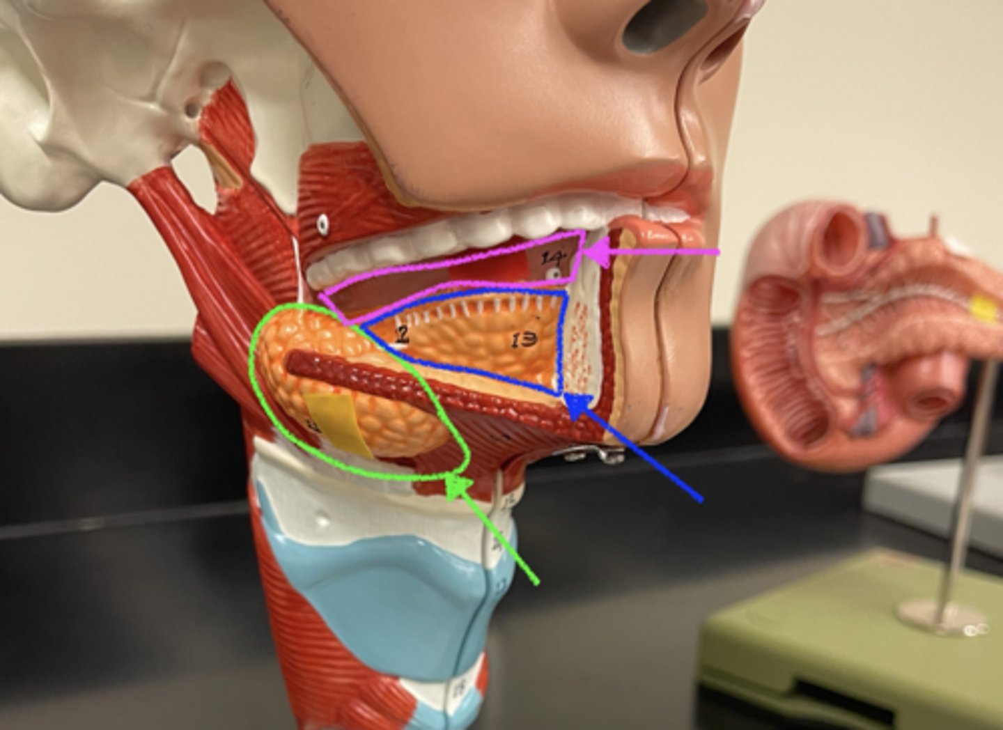 <p>what is the purple structure highlighted</p>