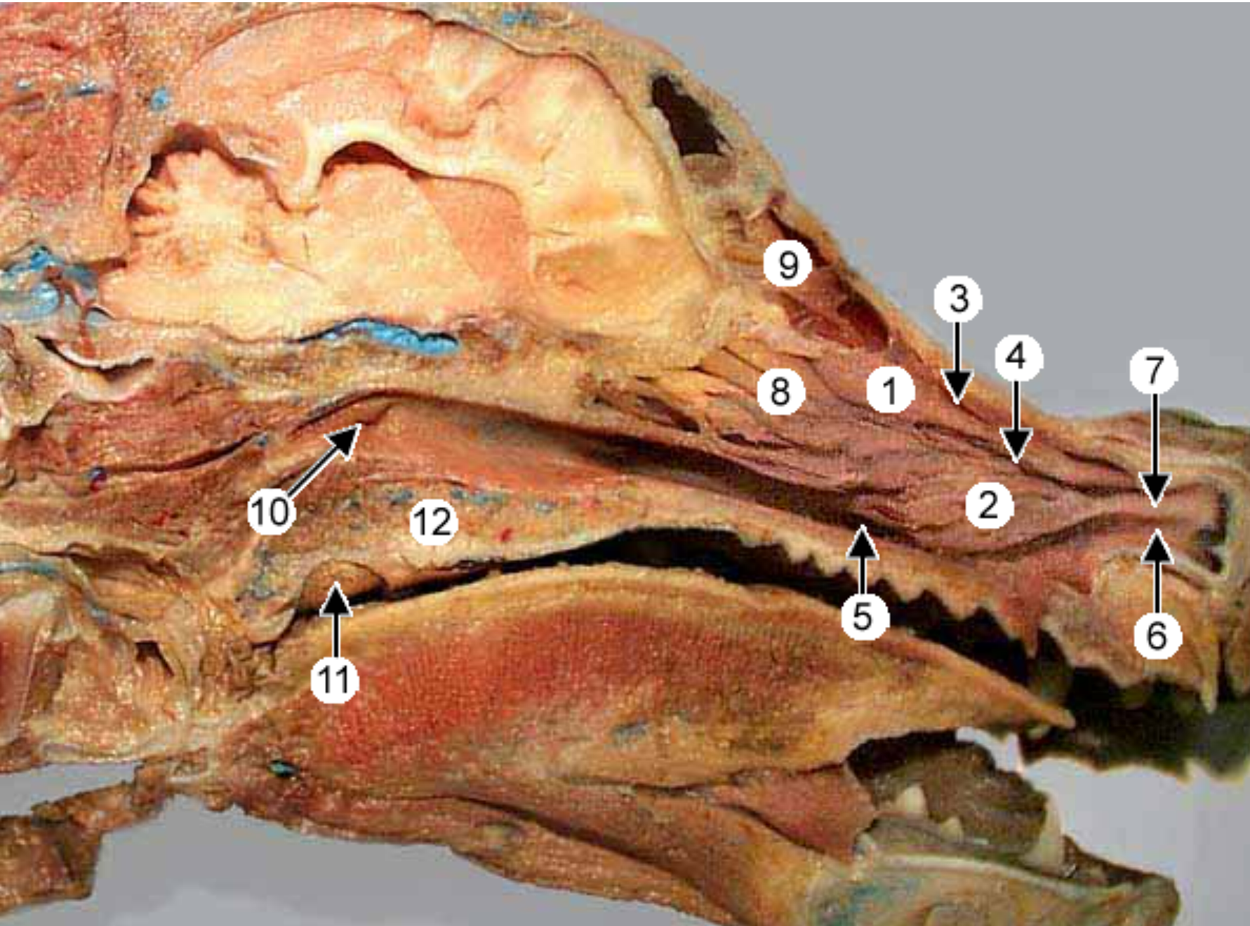 <p>label the parts of the oral cavity (canine head split in half, nasal septum removed): all excpet 6 &amp; 7</p>