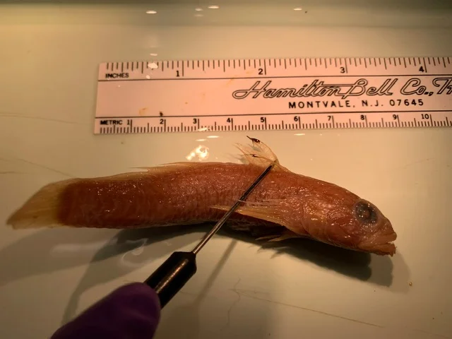 <p>What fish is this?</p>