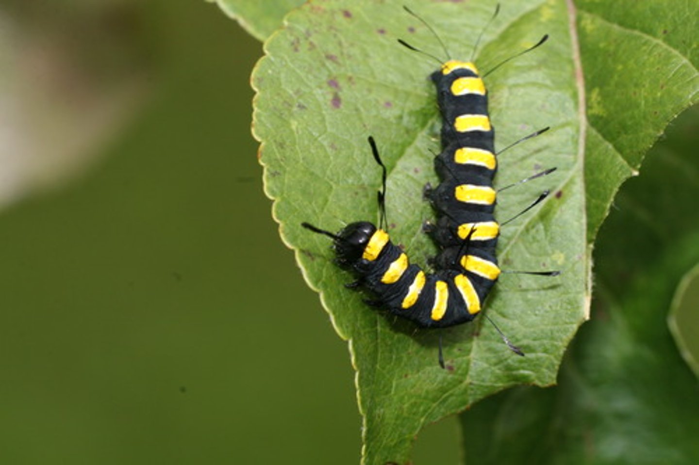 <p>The immature form of an animal that looks very different from the adult.</p>