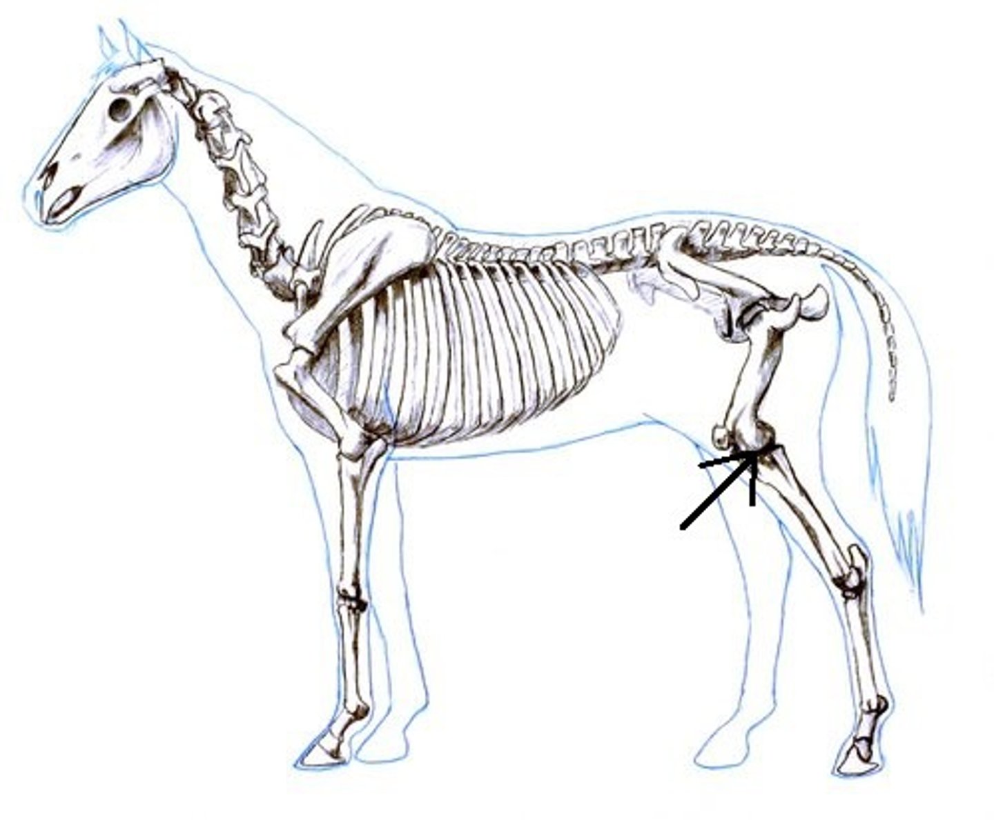<p>the true knee, the femorotibial joint.</p>
