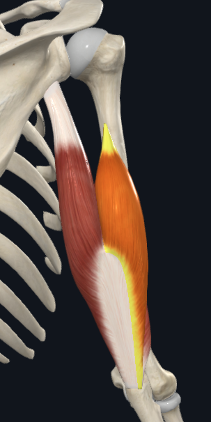 <p>Triceps brachii - Lateral head</p>