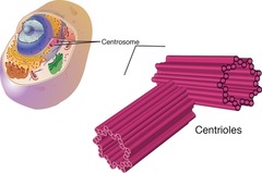eukaryotic
animal cells only
pair of microtubule that organize cell division