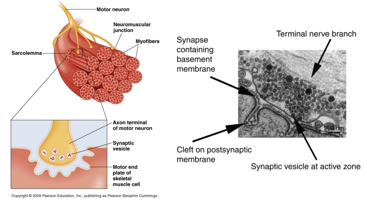 <ul><li><p>1 motor neuron innervates and all the muscle cells it’s innervating (1 or more)</p></li></ul><p></p>