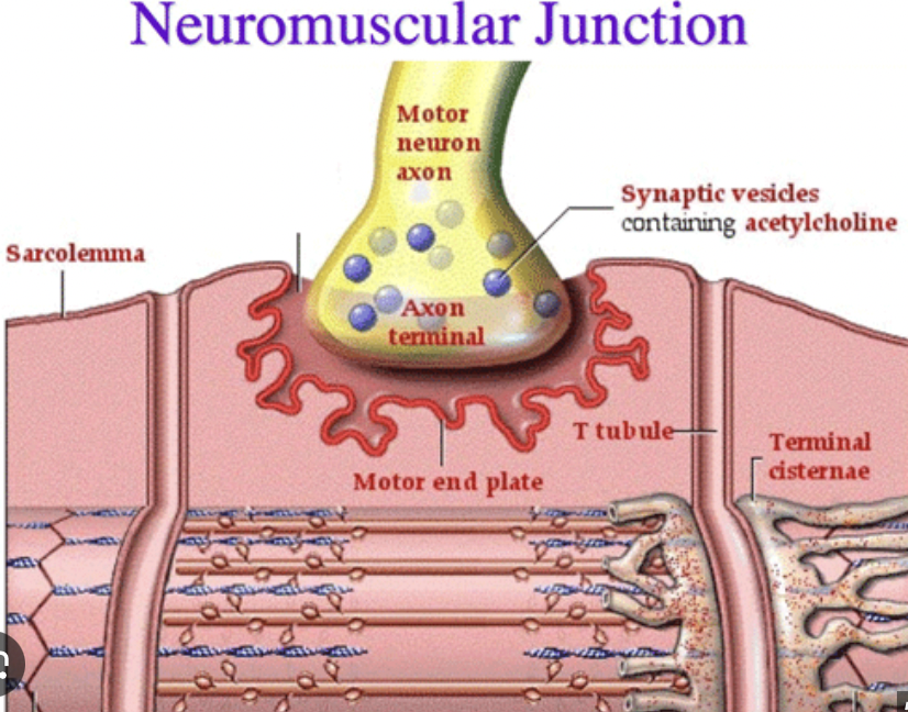 <p>the space between neuron + muscle </p>