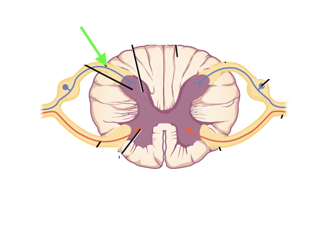 <p>what spinal cord area is this?</p>