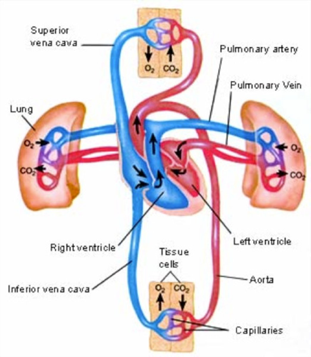<p>pericardial Cavity and 2 Pleural Cavities (heart and lungs)</p>