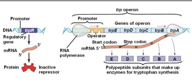 <p>Trp operon structure [5SG, 1RG, P, 1O,C] REPRESSIBLE OPERON</p>