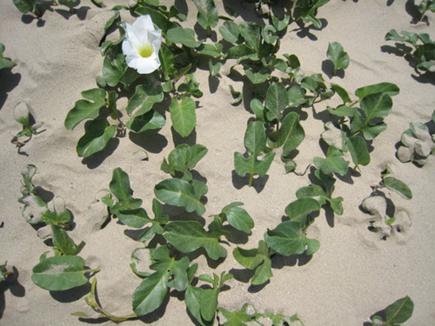 <p>Ipomoea imperati</p>