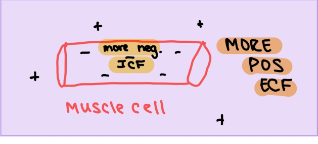 <ul><li><p>plasma membrane of muscle cell&nbsp;</p></li><li><p>surrounds sarcoplasm (cytoplasm of muscle cells)&nbsp;</p></li><li><p>polarized like neurons: have membrane potential&nbsp;</p><ul><li><p>more negative inside cell</p></li><li><p>sudden change in membrane potential → contraction&nbsp;</p></li></ul></li><li><p> ion movement across membrane (electrical impulse) → <strong>action potential&nbsp;</strong></p></li><li><p><strong>all parts of muscle cell must contract at same time&nbsp;</strong></p></li></ul><p></p>