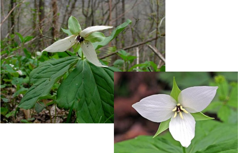 <p>White Erect Trillium</p>