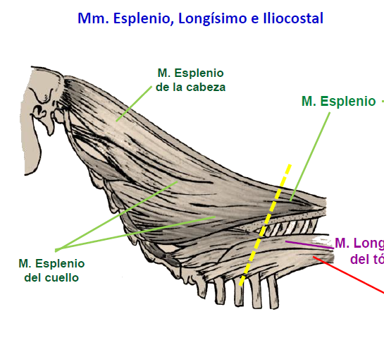 <p>de</p><p>las primeras apófisis espinosas torácicas a la cresta nucal y apófisis mastoides</p>