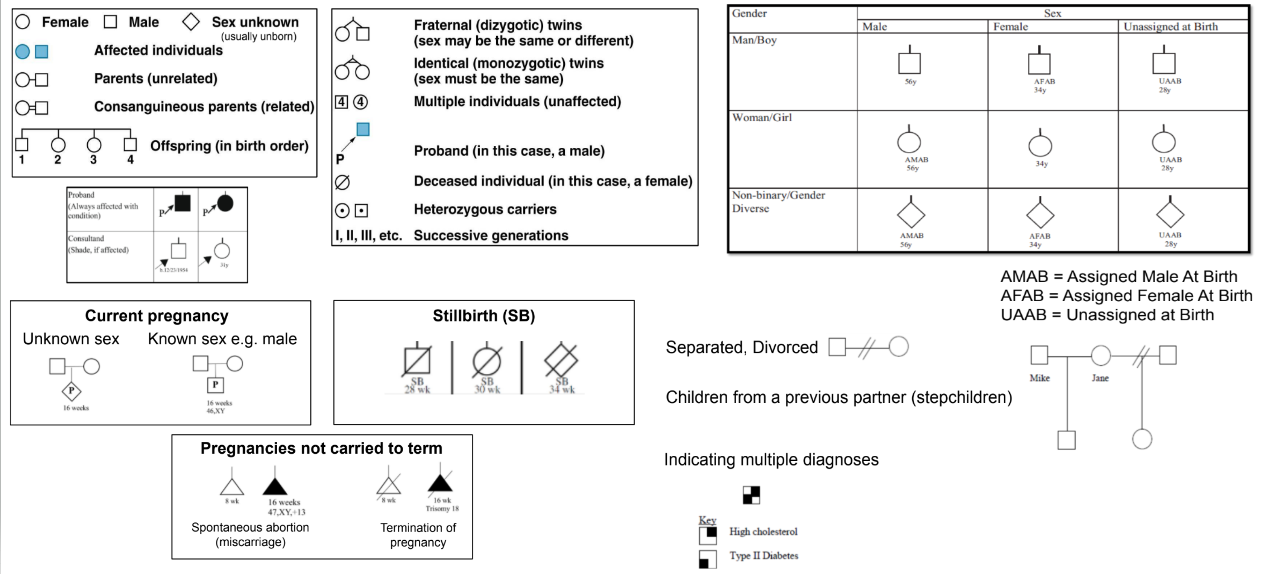 <p>what are some symbols for pedigrees</p>