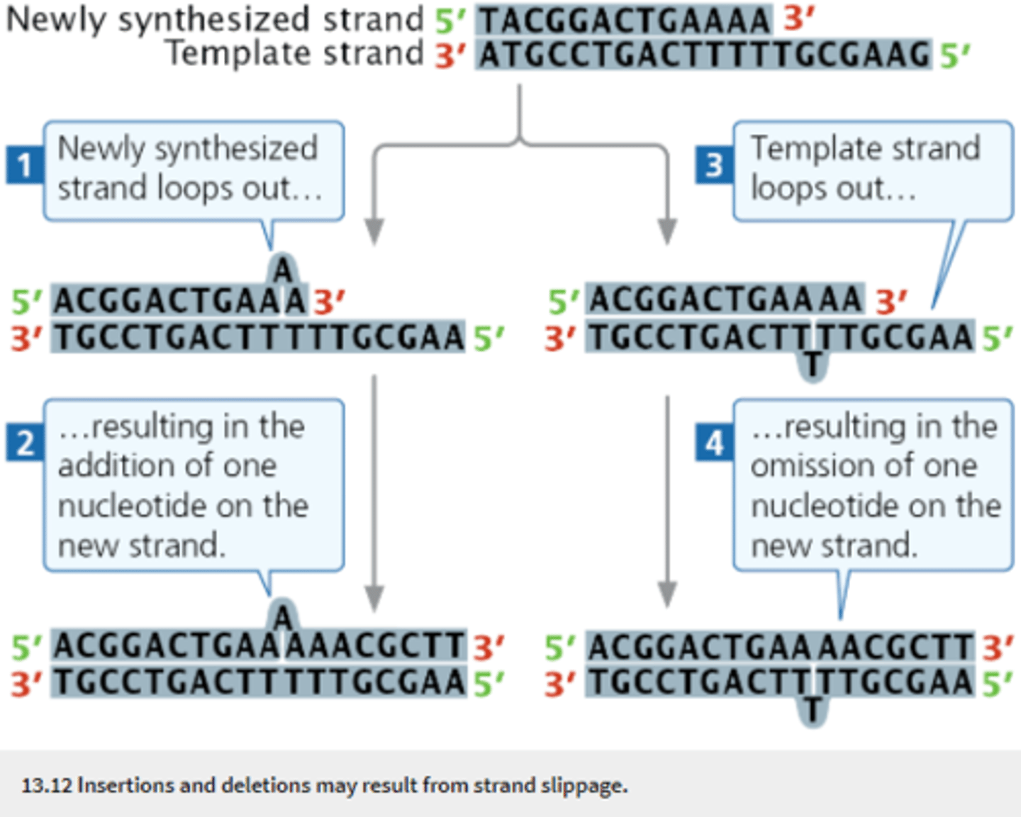 <p>Slipping of the template and newly synthesized strands in replication in which one of the strands loops out from the other and nucleotides are inserted or deleted on the newly synthesized strand.</p>