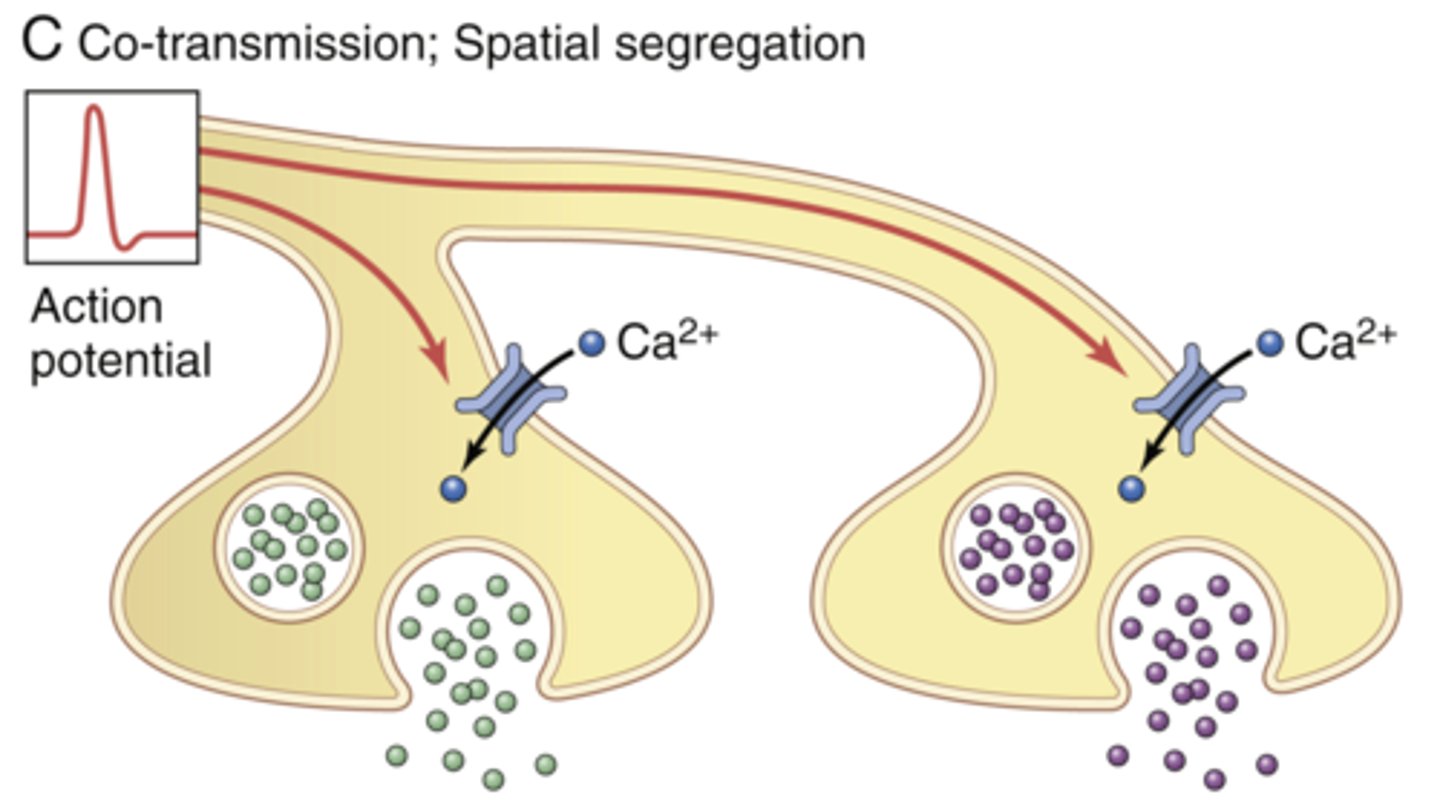 <p>neurotransmitters are released from separate branches.</p>