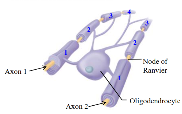 <ul><li><p>Makes myelin in the Central Nervous System (CNS) only.</p><ul><li><p>i.e. interneuron.</p></li></ul></li><li><p>A single oligodendrocyte is able to myelinate several axons and able to myelinate several regions within a given axon.</p></li><li><p>In the figure, its responsible for myelinating two different neurons. </p></li><li><p>Potentially able to lay down 7 different myelinated regions in total.</p></li></ul><p></p>
