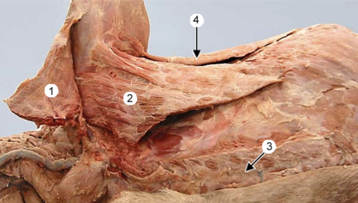 <p><span style="background-color: transparent;">Superficial and Deep Pectoral M. #1 &amp; 2</span></p>